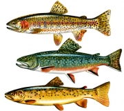 3_Trout_m