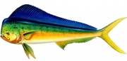 Dolphin_fish_m