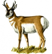 antelope_1