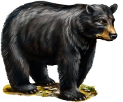 black_bear_m