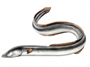 eel_m