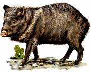 javelina