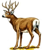 mule_deer