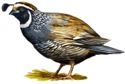 quail