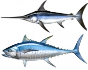 tuna_swordfish_m